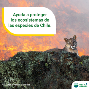 Ayuda a proteger los ecosistemas de las especies de Chile.