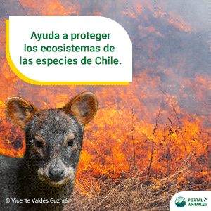 Ayuda a proteger los ecosistemas de las especies de Chile.